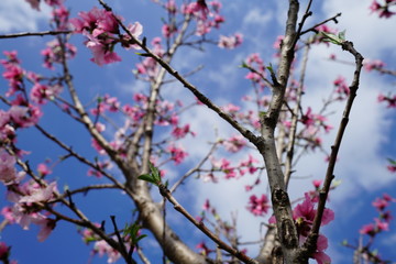 Peach tree with blossoms during spring time near Dallas, Texas