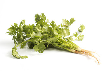 Group of coriander