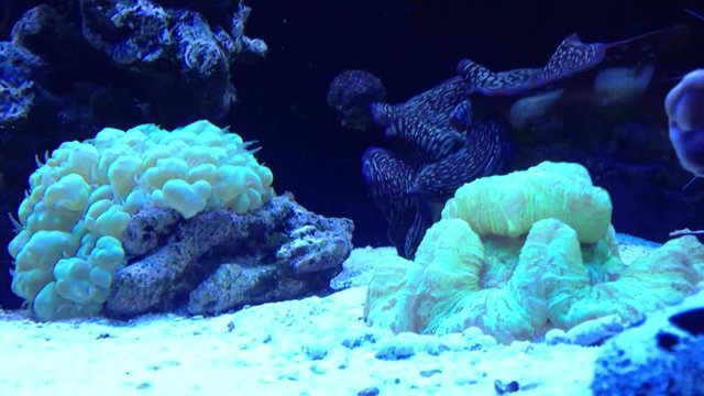 Coral reef aquarium scene