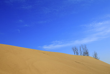 Dry trees on the beach