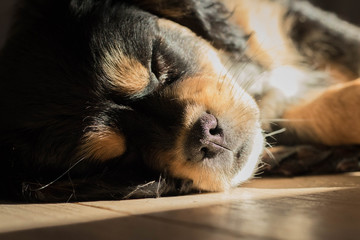  lovely face of a young cavalier puppy in a black-and-white colorless color close-up in the sunshine