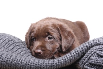 Labrador puppy