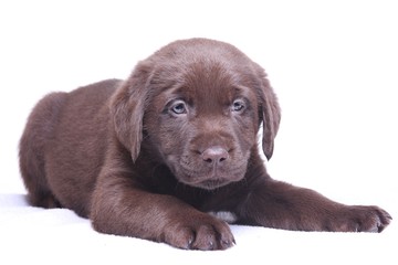 Labrador puppy