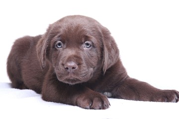 Labrador puppy