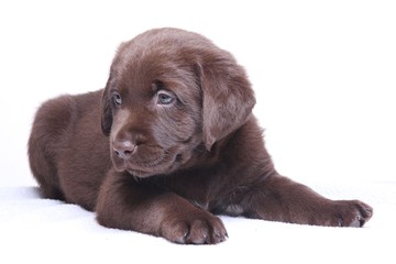 Labrador puppy
