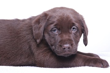 Labrador puppy