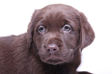 Labrador puppy