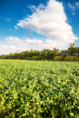 Fototapeta na wymiar Green soybean field landscape