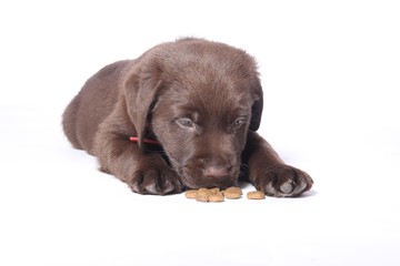 Labrador puppy
