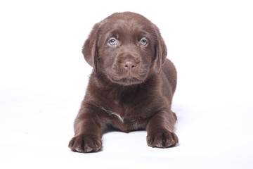 Labrador puppy