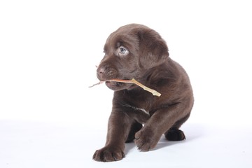 Labrador puppy