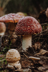Death Cap Mushroom Death Cap Mushrooms