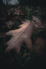 Oak leaves with water drops