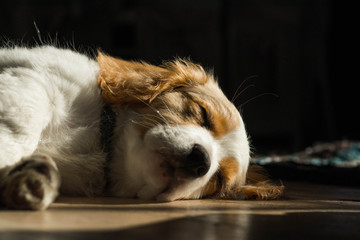  a cute white puppy with beige ears, sleeping sweetly on a wooden floor in the warm sunshine