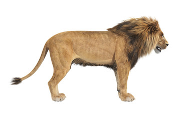 Lion african male panthera, side view. 3D rendering