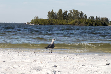 Seagull on the beach