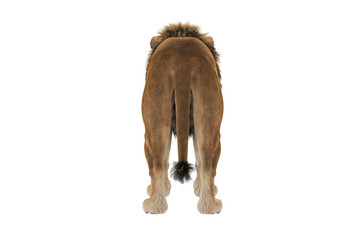 Lion animal with light hair and fur, back view. 3D rendering