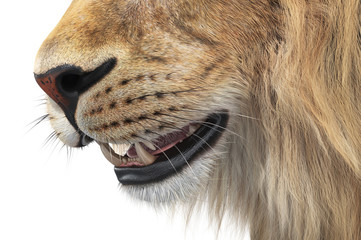 Lion wild feline big teeth, close view. 3D rendering