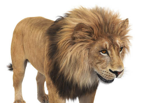 Lion animal beige leo big dangerous carnivore, close view. 3D rendering