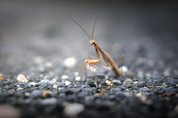 Mantide religiosa