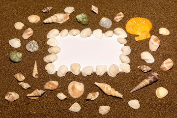 Seashells