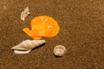 Seashells