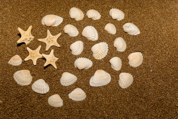 Seashells
