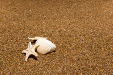 Seashells