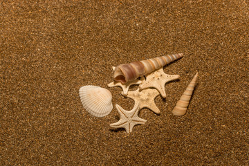 Seashells