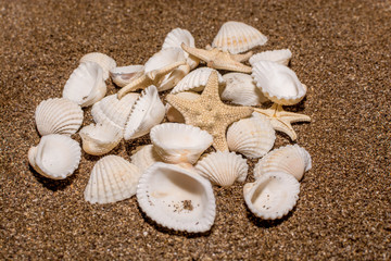 Seashells