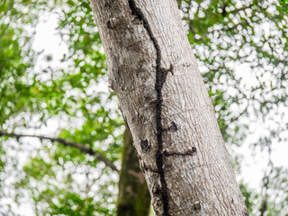 Termite-built termite covered walkway