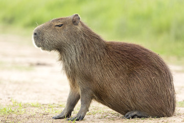 Capybara (Hydrochaeris hydrochaeris)