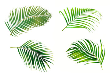 Set of palm leaves isolated on white background.