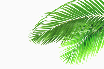 Palm green leaves isolated on white background.