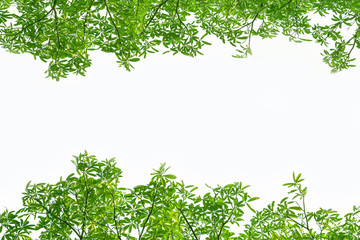 Green leaves isolated on white background.