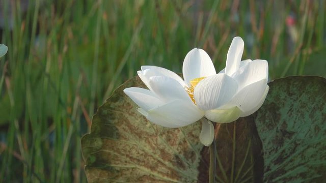 White lotus flower. Royalty high quality free stock image of a white lotus flower. The background is the lotus leaf and white lotus flower and yellow lotus bud in a pond. Peace scene in a countryside