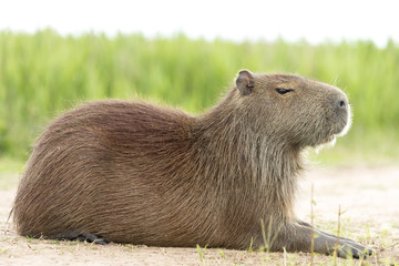 Capybara (Hydrochaeris hydrochaeris)