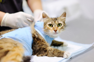 Female veterinary doctor puts the bandage on the cat after surgery