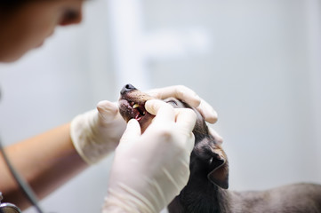 Female veterinarian doctor checking the teeth of a dog