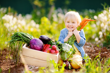 Cute little boy holding a bunch of fresh organic carrots in domestic garden