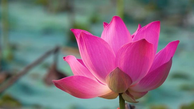 Pink lotus flower. Royalty high quality free stock image of a beautiful pink lotus flower. The background is the pink lotus flowers and yellow lotus bud in a pond. Peace scene in a countryside