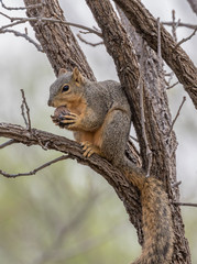 Naklejka na ściany i meble Young Fox Squirrel eating an acorn