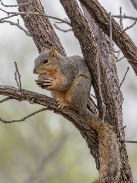 Young Fox Squirrel Eating An Acorn