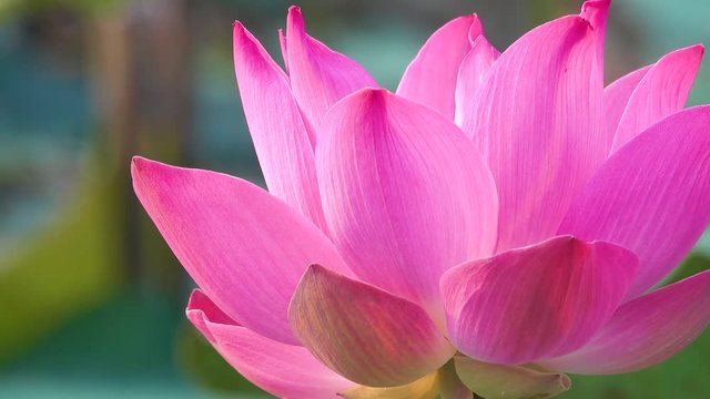 Pink lotus flower. Royalty high quality free stock image of a beautiful pink lotus flower. The background is the pink lotus flowers and yellow lotus bud in a pond. Peace scene in a countryside