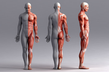 anatomy, muscles © adimas