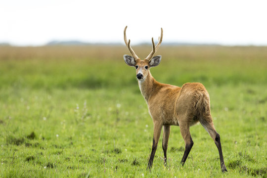 Fototapeta Male Marsh Deer (Blastocerus dichotomus)