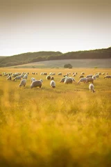 Tuinposter Herd of sheep on a meadow in the sunset light near Altringen, Timis county, Romania © Sebastian