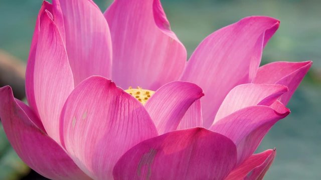 Pink lotus flower. Royalty high quality free stock image of a beautiful pink lotus flower. The background is the pink lotus flowers and yellow lotus bud in a pond. Peace scene in a countryside