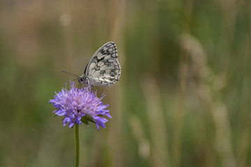 Schachbrett oder auch Damenbrett (Melanargia galathea)