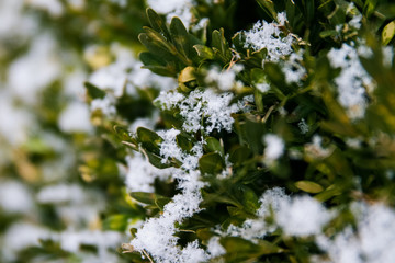 Snow in spring; snowflakes gently resting on green branches